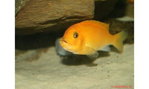 Metriaclima estherae